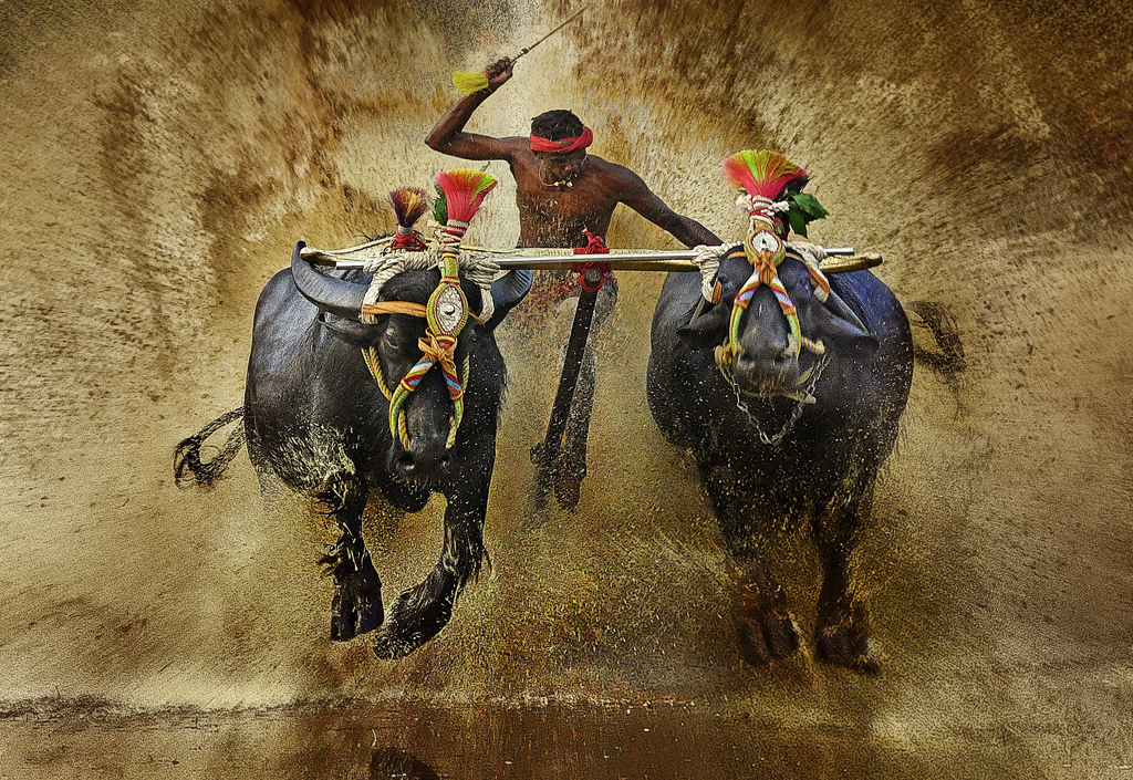 kambala - buffalo race Painting by Melanie Dsouza | Saatchi Art